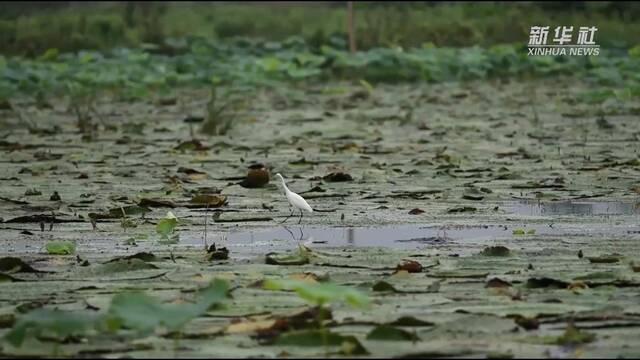 新华全媒+丨候鸟戏水 鱼翔浅底 巢湖湿地奏响“生态交响曲”