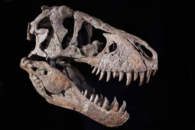 美国纽约苏富比拍卖行将拍卖一具7600万年前的霸王龙头骨化石估价或达2千万美元