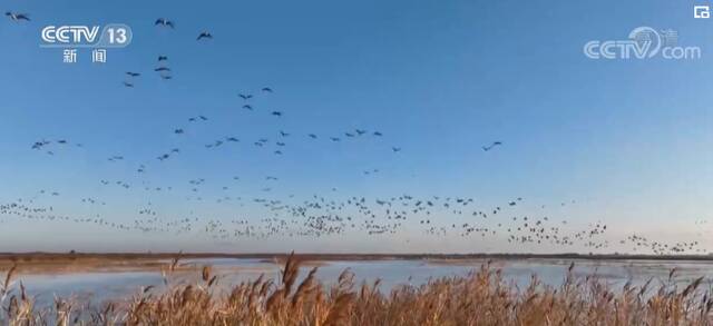 山东黄河三角洲国家级自然保护区万鸟翔集 美不胜收