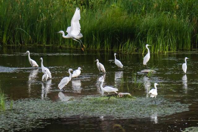 白鹭在柳河带状公园嬉戏。（受访者供图）