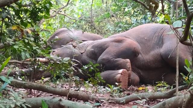 印度奥里萨省村庄24只大象疑似喝醉倒地呼呼大睡