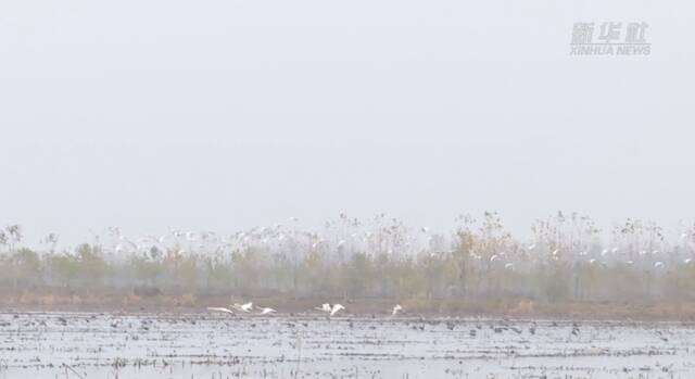 新华全媒+｜安徽六安：野生白天鹅驻留生态湿地