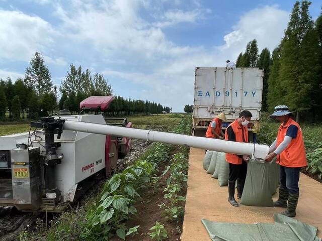 昆明市官渡区宝丰湿地启山生态农业示范区的水稻获得丰收。新华社记者杨静摄