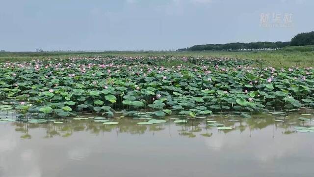 新华全媒+丨武汉：小微湿地户外课堂助力培养中小学生生态环保理念