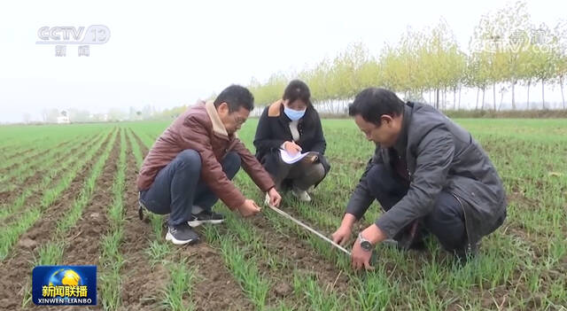 多措并举加强田间管理 确保小麦安全越冬