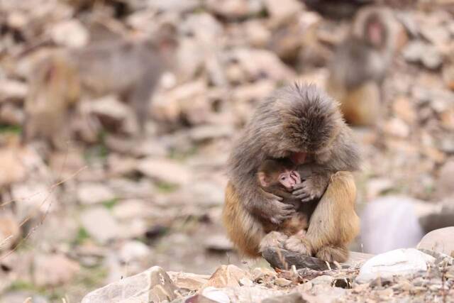 去年冬季，三江源地区小苏莽乡，猴妈妈抱着小猴时被旦增桑周拍了下来。受访者供图