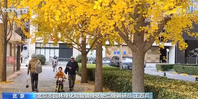 北京部分区域缓扫落叶 为市民留住美景