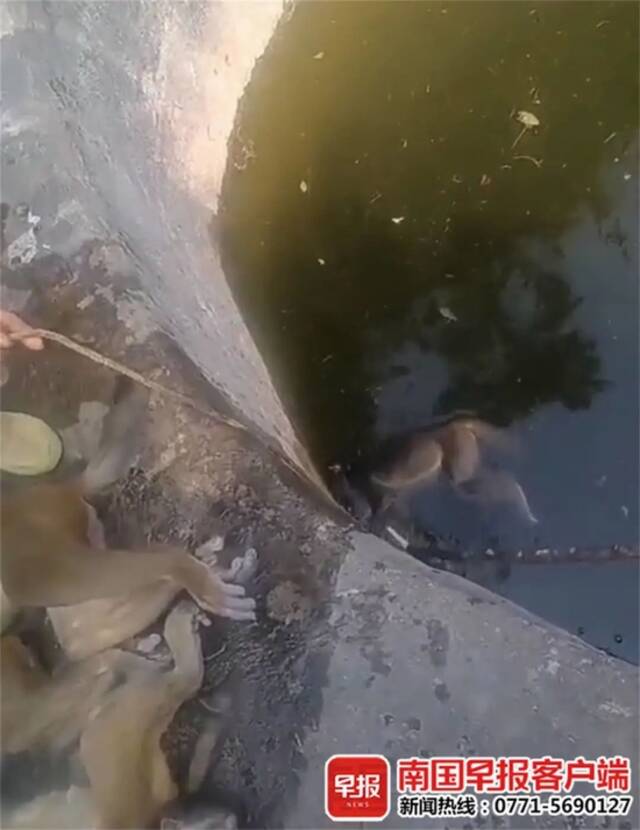 河池一村民喝水时“味道不对”，蓄水池发现多只猴子尸体