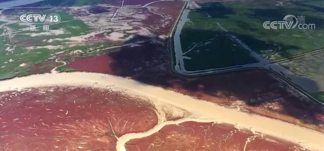 辽河口湿地推进保护工程建设 打造野生动物乐园