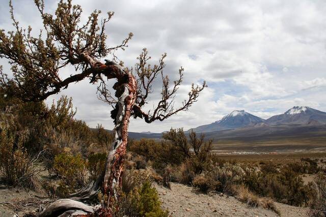 Parque Nacional Sajama，萨哈马（玻利维亚）。只有少数植物物种出现在最高海拔，如玻利维亚高原上的这些 Polylepis树。(CREDIT