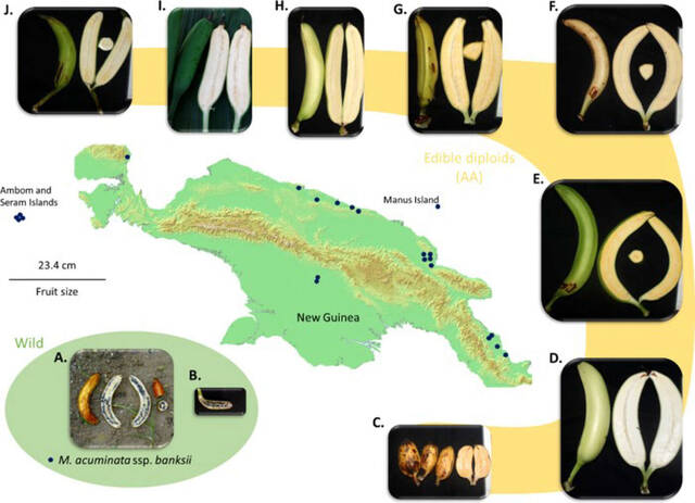 《植物科学前沿》杂志：新研究显示香蕉驯化的历史要比以前想象的复杂得多