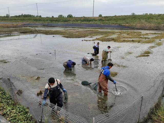 在生态甲鱼养殖基地，村民们正在捕捞甲鱼。（采访对象供图）