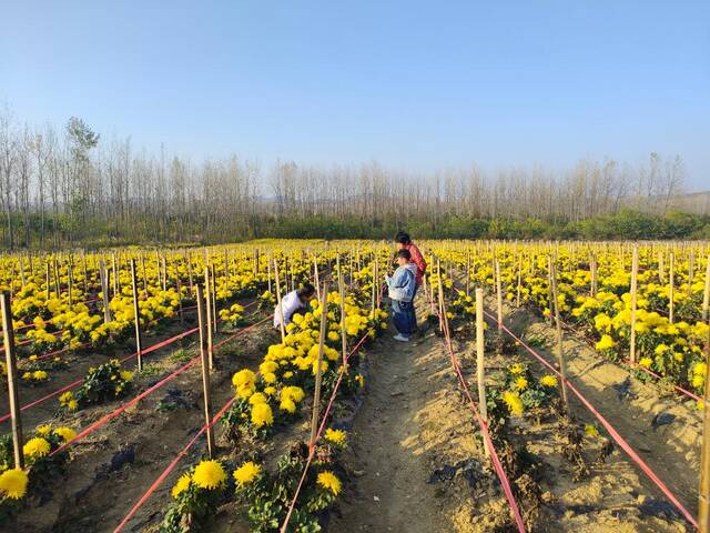 图为凤阳县殷涧镇卸店村的菊花种植基地。新华社记者姜刚摄