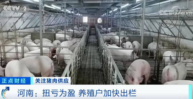 生猪养殖企业扭亏为盈 养殖户加快出栏频次