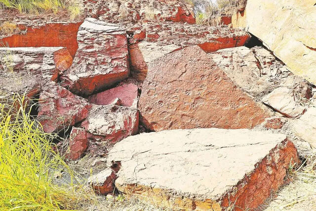 上杭恐龙足迹群新发现罕见正负模保存的恐龙足迹化石