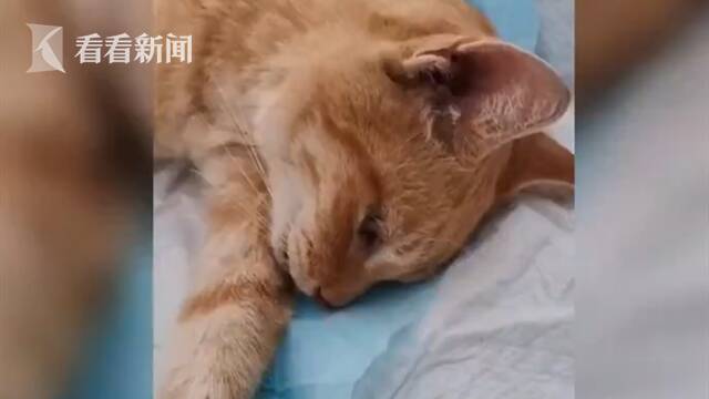 小区里接连有小猫离奇死亡 监控拍下这一幕…...