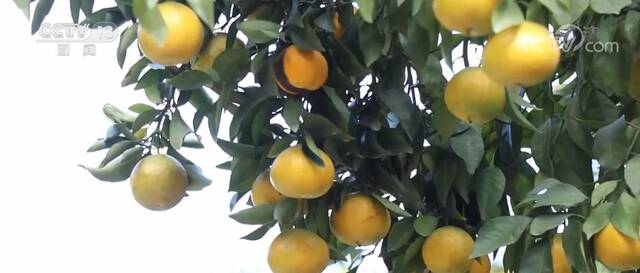 对接海外市场 拓宽出口渠道 柑橘产业助力农户增收