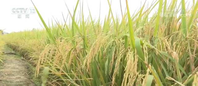 广东丝苗米丰收增产 为农户提供全链条服务