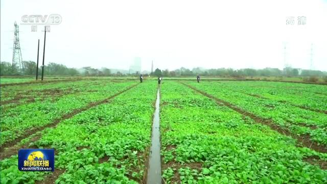 各地加强田间管理 夯实丰收基础