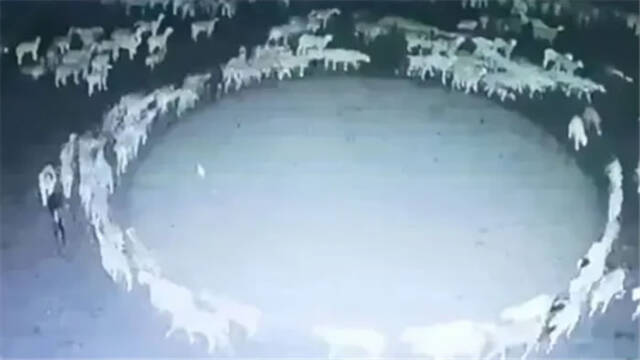 内蒙古牧场出现诡异事件上百只羊集体绕圈12天