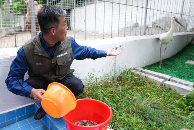 在池州市野生动物收容救助站，汪湜投喂他救助的受伤的东方白鹳。新华社记者杜宇摄
