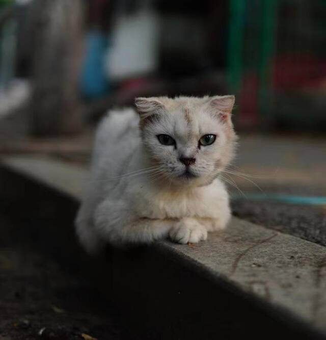 图为沈阳市和平区八纬路由路人喂养的流浪猫。新华社记者武江民摄