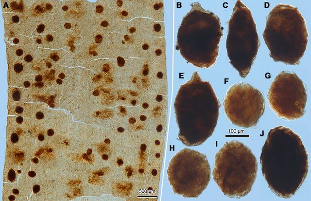 冯卓团队首次为地质历史时期植内产卵昆虫的生殖生物学和行为学提供直接化石证据