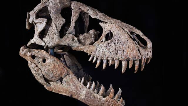 佳士得拍卖行撤下“霸王龙”化石标本拍卖委托方称“需要进一步研究”。
