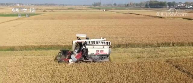 盐碱地里稻花飘香 粮食单产水平提升