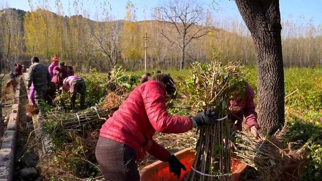 新华全媒+｜河北涉县：一片连翘叶 致富一方人