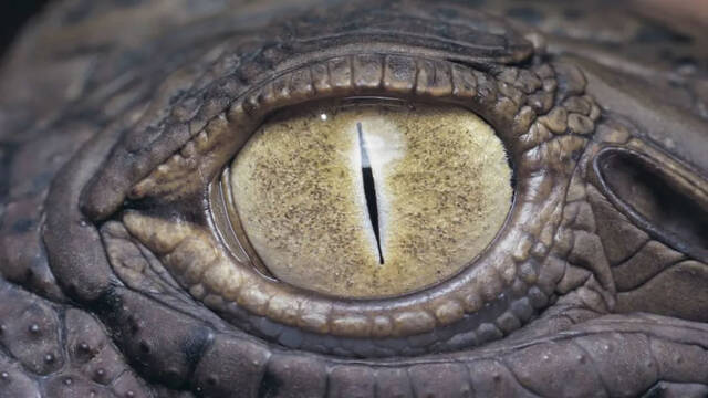 东非布隆迪的坦噶尼喀湖6公尺巨鳄“古斯塔夫”传说吃了300人放活羊诱捕隔天神秘消失