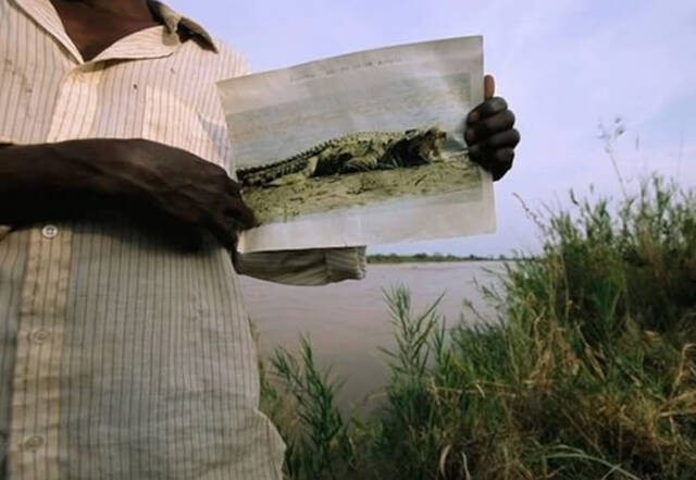 东非布隆迪的坦噶尼喀湖6公尺巨鳄“古斯塔夫”传说吃了300人放活羊诱捕隔天神秘消失