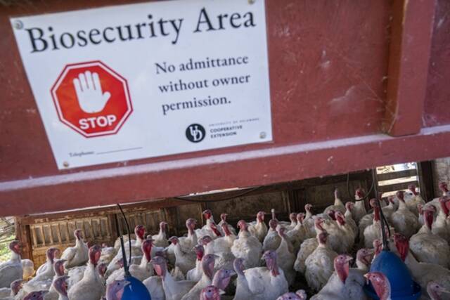当地时间2022年11月14日，美国特拉华州汤森德，一个禁止进入鲍尔斯农场白色火鸡群的警告标志。视觉中国图