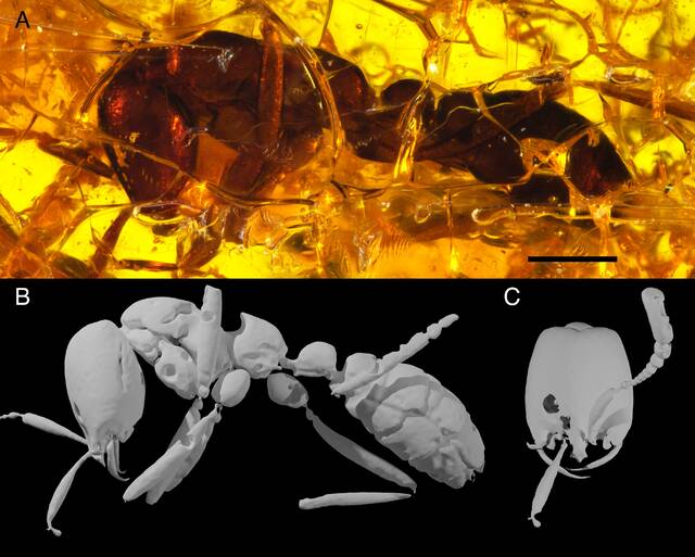3500万年前的波罗海琥珀中发现世界上最古老的行军蚁