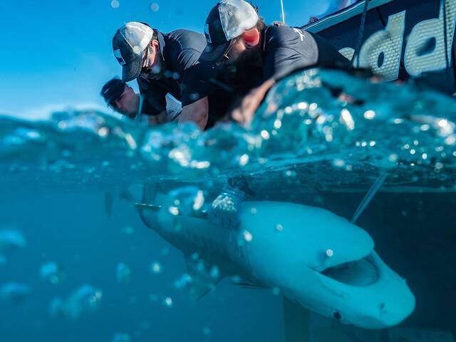 虎鲨带路科学家在巴哈马海域发现世界最大海草生态系统