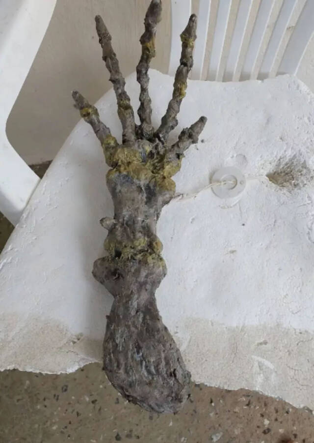 巴西海滩惊现一只巨大的“外星人”手骨