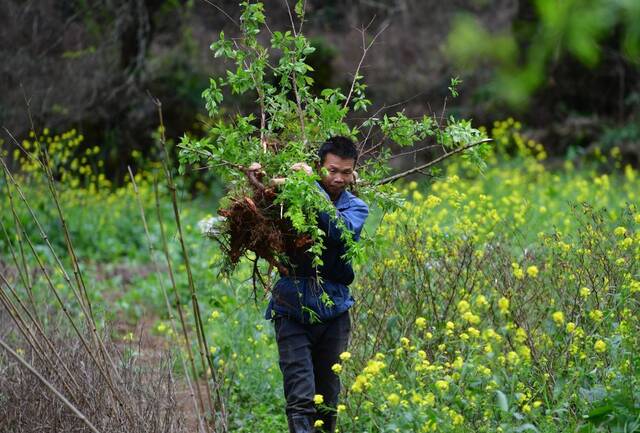 在铜板屯，村民龙革雄扛着树苗上山种植李树（2021年3月7日摄）。