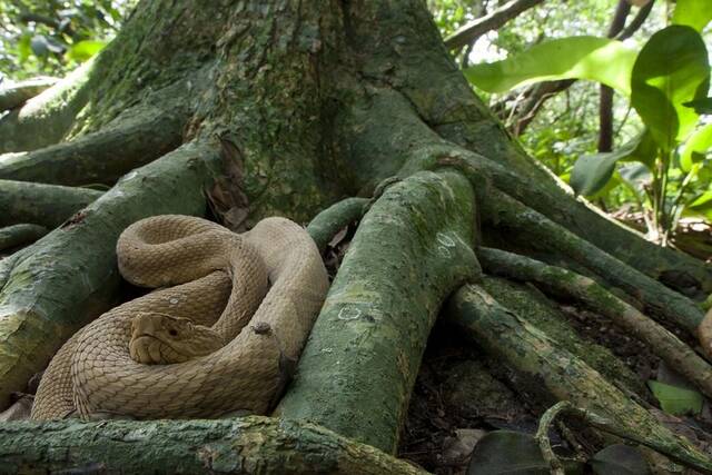 巴西大凯马达岛每平方公尺有5条毒蛇 1909年一家5口登蛇岛惨遭一夜灭门