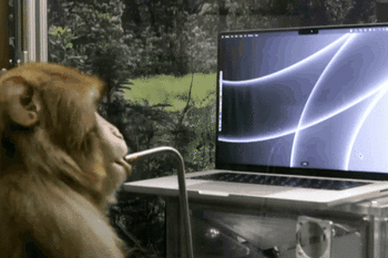 马斯克让猴子学会“意念打字”，计划半年内将计算机植入人脑