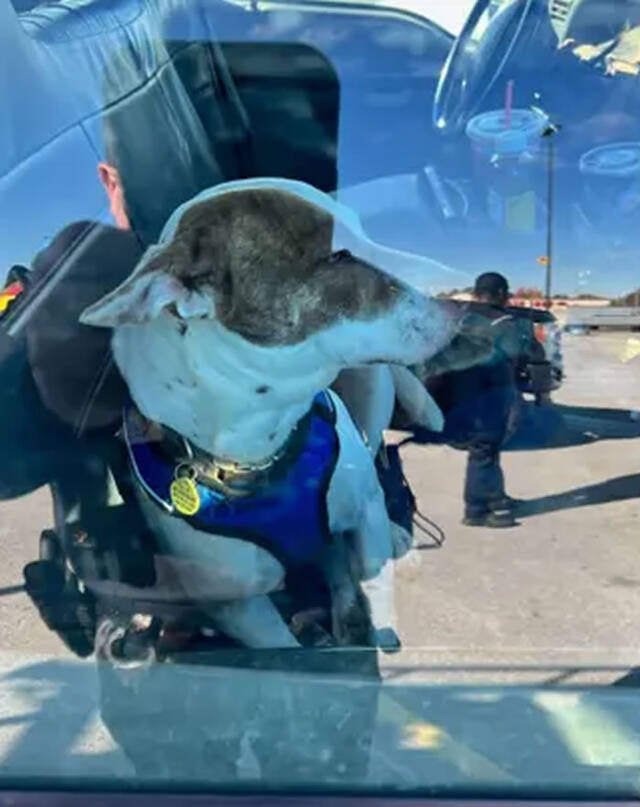 美国德州基尔戈市一辆汽车四处冲撞警察到场发现坐在驾驶座上的竟然是一只宠物狗