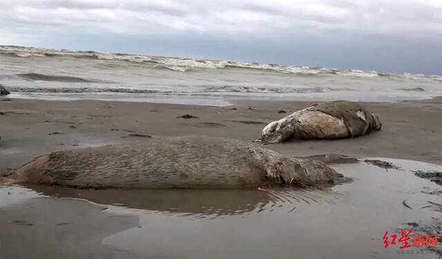 ↑俄里海沿岸死去的海豹