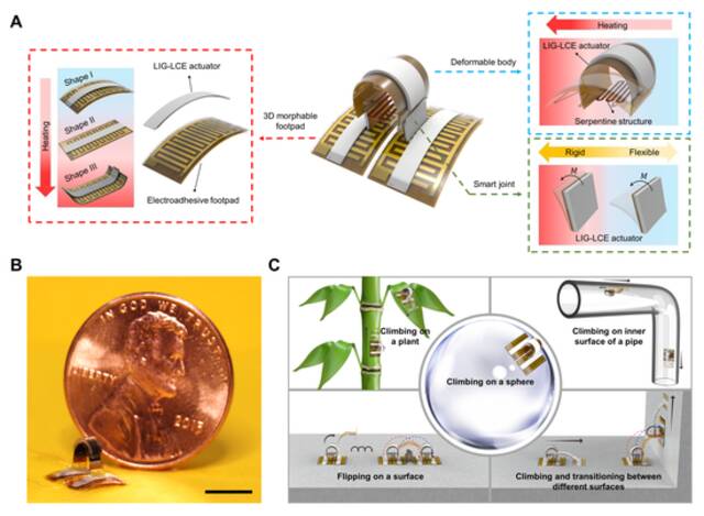 我国科学家研制出新型微型软体攀爬机器人，能够在不同形貌表面攀爬