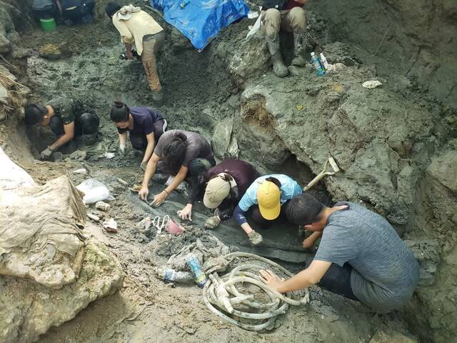 “鲸”奇发现：发掘出台湾史上最完整鲸鱼化石距今超过8万5千年