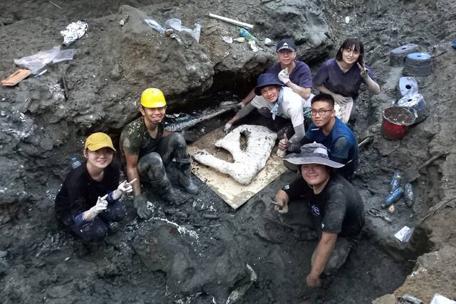 “鲸”奇发现：发掘出台湾史上最完整鲸鱼化石距今超过8万5千年