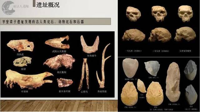 英国《自然》杂志：《在中国发掘的古代人类头骨可能是百万年前的直立人头骨》