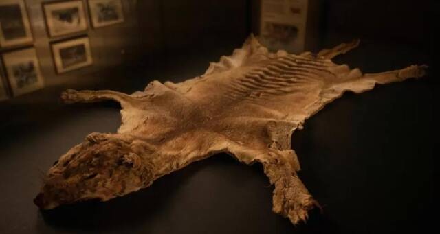 澳大利亚发现世界上最后一只袋狼遗骸博物馆藏了85年