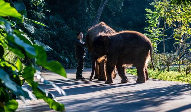野象谷景区大象医生保明伟在为大象检查身体（11月13日摄）。新华社记者江文耀摄