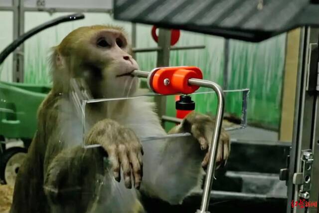 ↑Neuralink用于实验的猴子