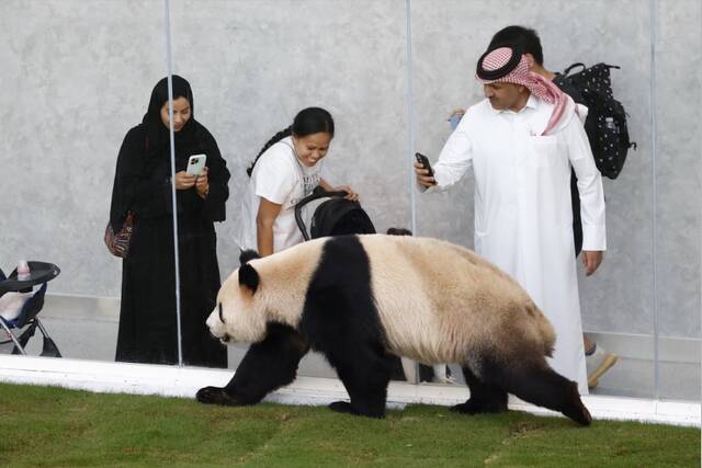 首次旅居中东的大熊猫猜日本队胜负全中 引日本网友热议
