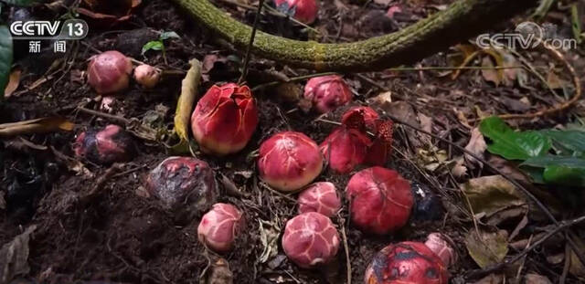 多样的生物 多样的精彩｜热带雨林寄生花：与濒危植物再结“今生缘”